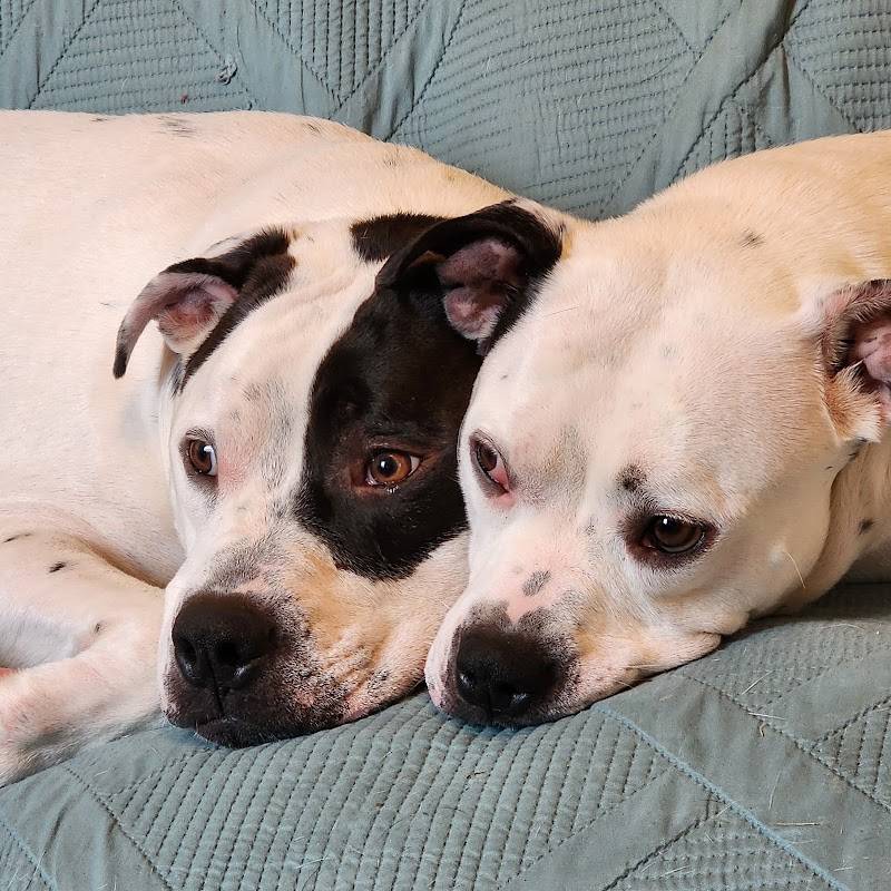 The Pet Clinic of Martinsville